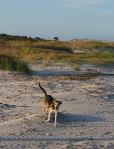 Maggie at the Beach
