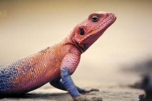 800px-Agama_lizard_on_hot_rock
