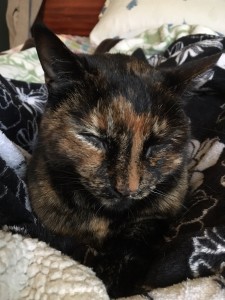 Cricket, aka "Little Brown Kitty". 
