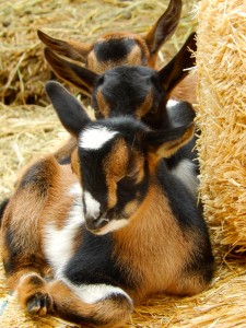 Three Baby Heads in Julianne's herd