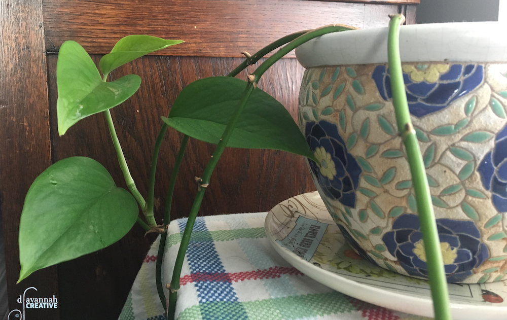 Hope Plant 04232018