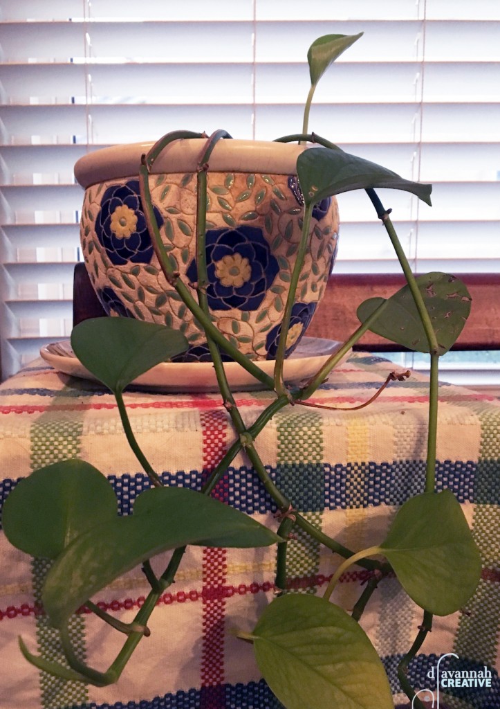 Hope Plant 11142018