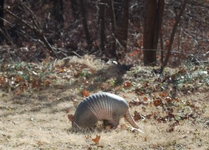 For something different, here's a picture of an armadillo I shot in 2011. I think it was probably my backyard in Arkansas, but who knows?