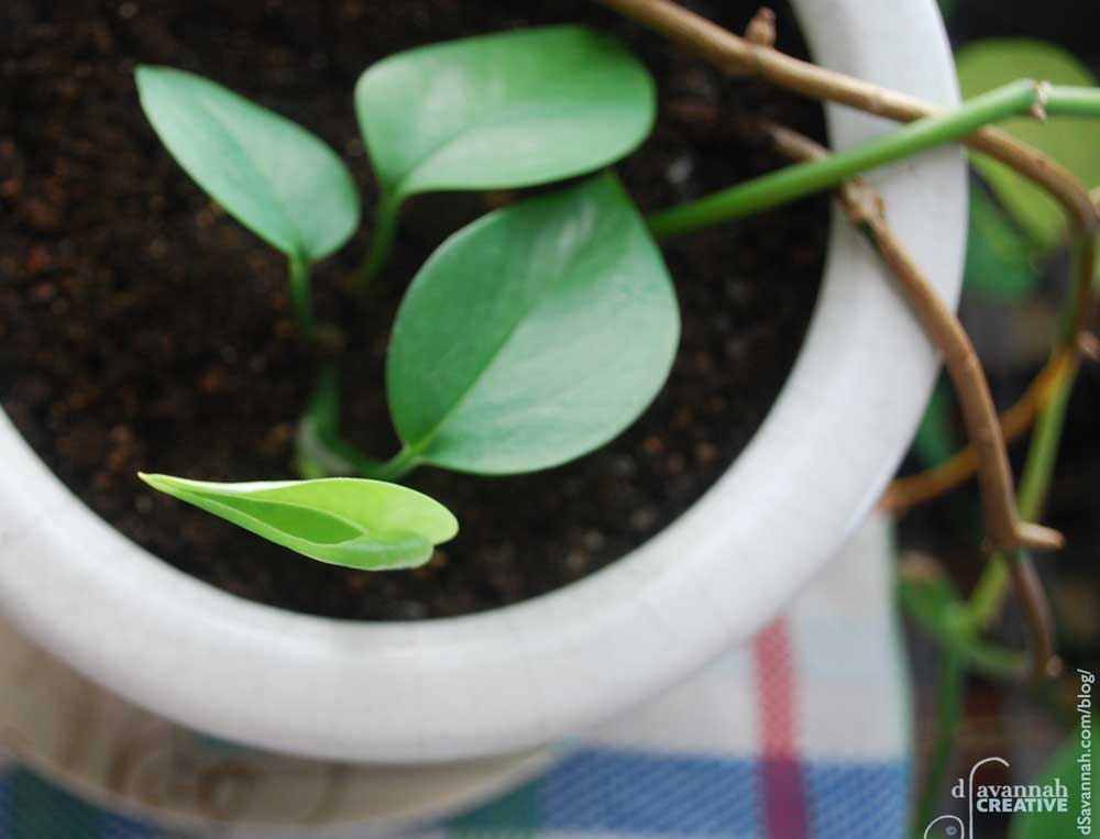 a white pot on a red, blue and green checked cloth; four full-grown leaves are shown, while at the bottom left is a new leaf