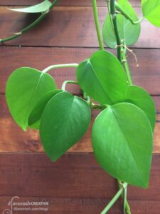 Photo of a leafy green plant on a brown wood background.