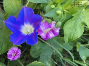 Purple Flowers in weeds.