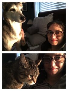 Two photos. The top photo has a dog on the left side. She has white fur on her face, legs, and belly, and black fur on her head and back. She has one brown eye and one blue eye. She is standing, and looking away from the camera. The bottom photo has a tabby cat on the left side; the cat is in profile, and her ears are back. A white female with dark hair and multi-colored glasses is on the right of each photo. She has a half-smile on her face.