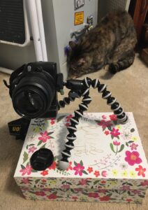 A black Nikon camera held sideways by a flexible black and grey tripod made of balls. The tripod is on a box covered in flowers, which is sitting on a carpeted floor. In the background is the bottom of a file cabinet, and the tabby cat is in a weird position pawing at the floor or cabinet.