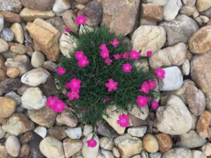Small green succulent plant with bright pink flowers blooming. It is growing out of a background of rocks.